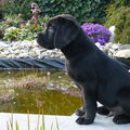 Labrador