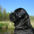 Mastino Napoletano
