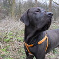 Fila Brasileiro