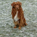 Nova Scotia Duck Tolling Retriever