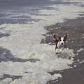 Duitse Brak