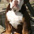 Old English Bulldog
