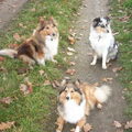 Sheltie