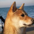 Shiba Inu