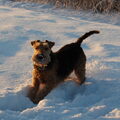 Welsh Terrier