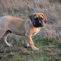 Boerboel