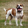 Staffordshire Bull Terrier