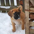 Boerboel
