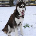 Siberische Husky
