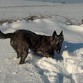 Hollandse Herdershond