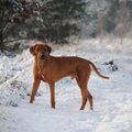 Rhodesian Ridgeback