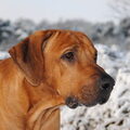 Rhodesian Ridgeback