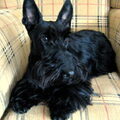 Schotse Terrier