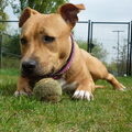 American Staffordshire Terrier