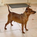 Dwergpinscher