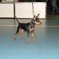Dwergpinscher