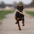 Dwergpinscher