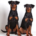 Duitse Pinscher