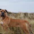 Boerboel