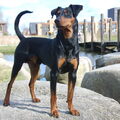 Duitse Pinscher