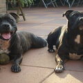 Staffordshire Bull Terrier