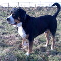 Grote Zwitserse Sennenhond