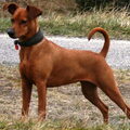 Duitse Pinscher