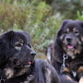 Tibetaanse Mastiff