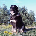 Tibetaanse Mastiff