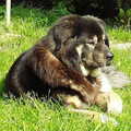 Tibetaanse Mastiff