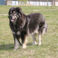 Tibetaanse Mastiff