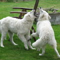Kuvasz