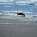 Basset Artesien Normand