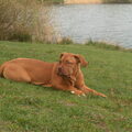Bordeauxdog