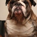 Engelse Bulldog