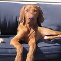 Vizsla (Hongaarse staande hond)