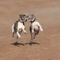 Whippet