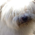 Coton de Tulear