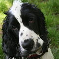 Engelse Cocker Spaniel