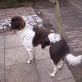 Duitse Staande Hond, Langhaar