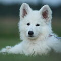 Zwitserse Witte Herder