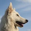 Zwitserse Witte Herder
