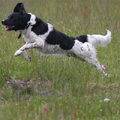 Stabyhoun