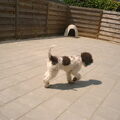 Lagotto Romagnolo