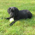 Flat Coated Retriever