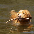 Nova Scotia Duck Tolling Retriever