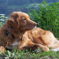 Nova Scotia Duck Tolling Retriever