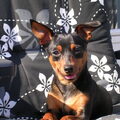 Dwergpinscher