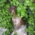 Duitse Staande Hond, Korthaar