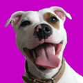 Staffordshire Bull Terrier